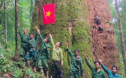 Một khu rừng ở Nghệ An có cây cổ thụ đã sống 2.000 năm, cả chục người ôm mới xuể