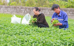 Nông dân Nam Định sản xuất phân hữu cơ: Công nghệ Nhật Bản khiến cây rau "béo khỏe béo đẹp" (bài 2)