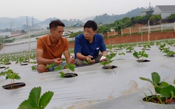 OCOP Sơn La - Đánh thức tiềm năng, gia tăng tiềm lực