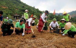 Cây gia vị củ bé tin hin, thơm nức mà Hội Nông dân Hà Tĩnh hướng dẫn đồng bào Chứt trồng, tăng quỹ