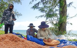 Đây là con vật bé tí ti, nhảy "búa xua", ở một hòn đảo ở Kiên Giang, dân ra vớt phơi khô bán 90.000 đồng/kg