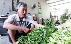 Loại rau mát lành cải thiện trí nhớ này trồng thành công, một nông dân ở TT-Huế xây được nhà tiền tỷ