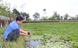 Nam Định: Nhiều mô hình sản xuất nông nghiệp mới từ vốn Quỹ Hỗ trợ nông dân, có ao nuôi ốc đặc sản to bự