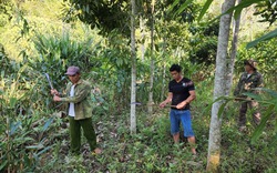 Đẩy nhanh tiến độ giải ngân nguốn vốn chương trình phát triển kinh tế - xã hội vùng đồng bào dân tộc thiểu số