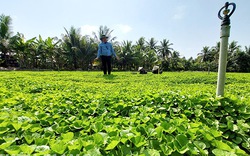 Xưa là rau dại, ai ngờ rau ngon này lại giàu đạm đến thế, ông nông dân Kiên Giang trồng thành công, thu tiền tỷ