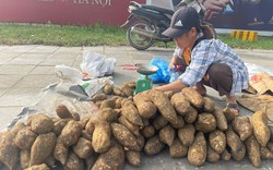 Đây là loại củ rừng ăn bổ dưỡng, bán rẻ như khoai lang, dân một nơi ở Lào Cai trồng thành công mà đổi đời