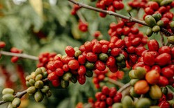 Giá cà phê Robusta ở mức thấp nhất hai tháng, điều gì đang xảy ra?