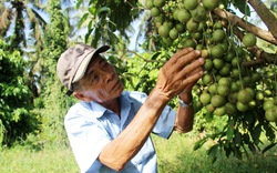 Vô số vườn đẹp, cây thấp tè đã ra trái quá trời, nông dân Bình Định "hái ra tiền", quả ngon nhìn phát thèm