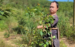 "Kỳ nhân" còn một chân lành ở Hải Dương rớt nước mắt nhìn trang trại tan hoang sau bão