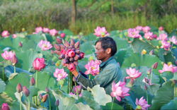 Tập huấn kỹ thuật trồng sen, phát triển nhãn hiệu tập thể “Sen Huế” cho hội viên, nông dân 