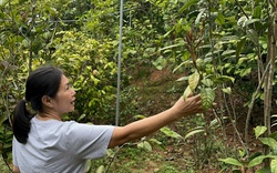 Loại cây tốt um tùm ra hoa quý giúp một HTX ở Sóc Sơn được Cục Sở hữu trí tuệ cấp Bằng sáng chế