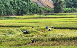 Triển khai quyết liệt và hiệu quả các nhiệm vụ, giải pháp đẩy mạnh giải ngân vốn đầu tư công