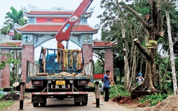 Một làng tỷ phú ở Bắc Giang, chỉ trồng loại cây này bán cho dân tình "mua bóng mát" mà cả làng giàu lên