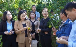 Lào Cai tìm giải pháp nâng cao công tác quản lý, chăm sóc thứ quả đặc sản - quýt Mường Khương