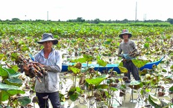 Lội ruộng trũng trồng loại cây tốt um, lần bùn móc lên toàn củ to dài, nông dân Sóc Trăng bán hút hàng