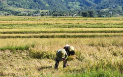 Nông dân Than Uyên hối hả thu hoạch lúa mùa