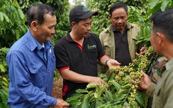 Là đất nước xuất khẩu nông sản, vì sao Việt Nam lại nhập khẩu gạo, cà phê?