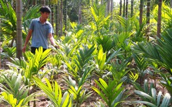 Làng trồng cau nhiều nhất Nam Định: Ươm cau giống "hốt bạc", lò sấy cau nóng rực ngày đêm (bài 2)