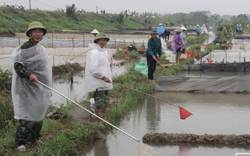 Sáng sớm đã ra đồng vớt con đặc sản đỏ au, chỉ vài tháng dân một xã ở tỉnh Thái Bình có ngay 20 tỷ