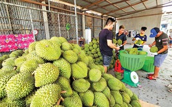 Loại quả ngon này giá bán tăng gấp đôi ở ĐBSCL, "cơm thơm" đông lạnh sẽ xuất khẩu vào thị trường tỷ dân