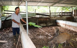 Đây là 2 loài vật nuôi thành đặc sản bán Tết mà nông dân một huyện ở Bà Rịa-Vũng Tàu đang tăng đàn