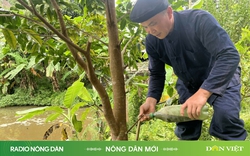 Người “dắt” hương trầm trên vai núi