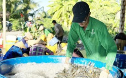 Con vật nuôi chủ lực này ở Kiên Giang đang tăng giá, nhà nào xúc bán là trúng, cứ 1kg có thêm 50-70.000 đồng