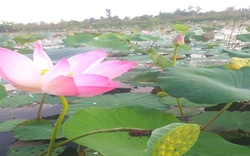 Ở Hậu Giang, trên hoa sen nở, dưới cá đồng bơi, cứ 1ha "bỏ túi" hơn 100 triệu, lãi gấp đôi so với trồng lúa