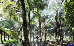 Một huyện ở Tiền Giang đang khẩn trương tìm mọi cách diệt trừ con động vật quái ác phá hại cây dừa