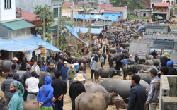 Dịch vụ-thương mại phát triển giúp tạo việc làm, thu nhập cho nông dân một huyện ở Lào Cai