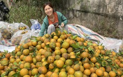 Chuẩn bị diễn ra Lễ hội cam Cao Phong