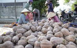 Loại quả ngon ăn tốt cho não, đang tăng giá tốt, nhà nào huyện này của Khánh Hòa cắt bán là trúng