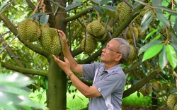 30 năm trồng “cây tỷ đô”, nay một ông nông dân Lâm Đồng là tỷ phú