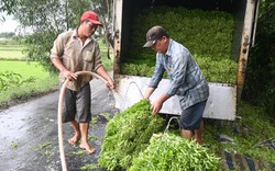 Đây là rau gia vị rắc vài cọng vào tô canh chua thơm khắp nhà, dân Tiền Giang cắt lên, ô tô chở đi hết