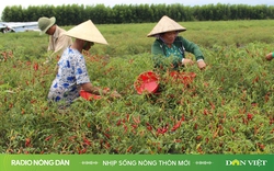 Nhịp sống nông thôn mới ngày 4/11/2024