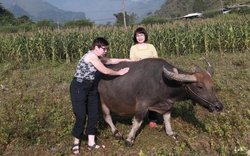 Khách tây thích thú chăn trâu ở Hà Giang 