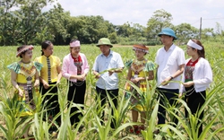 Phú Thọ giải ngân hơn 560 tỷ đồng vốn chương trình mục tiêu quốc gia giảm nghèo nâng cao đời sống bà con miền núi