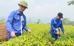 "Chất lượng chè Việt Nam không thua kém quốc gia nào", vì sao giá xuất khẩu chỉ bằng 55% của Ấn Độ, Sri Lanka?