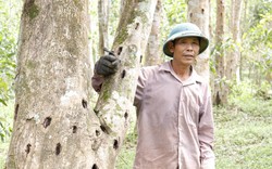 Đi tìm nghìn lẻ một cách làm giàu của nông dân: Nên trồng cây trầm hương trong vườn nhà (Bài 5)