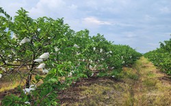 Vùng đất Tây Ninh trồng cây đặc sản ra quả ngon, dân "mất ăn mất ngủ", canh ngày trông đêm