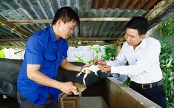 Con vật nuôi này ngồi dày đặc trong bể xi măng, đẻ rõ lắm, anh nông dân Cần Thơ bán con giống, thu 35 triệu/đợt