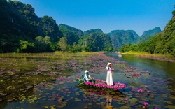 Tháng 11 về Ninh Bình săn màu tím này, đẹp đến ngẩn ngơ quên lối về