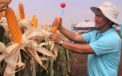 Hiện thực hoá nỗi "trăn trở" của ngành chăn nuôi: Phát triển vùng nguyên liệu ngô, sắn ở Tây Nguyên