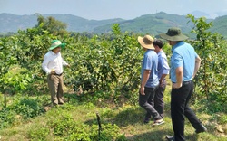 Thu nhập bình quân đầu người tăng lên, nông thôn mới huyện Sơn Hà của Quảng Ngãi đang tốt hơn