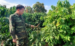 Vì sao nông dân Tây Nguyên "ngày lo đêm bỏ ngủ" khi giá cà phê tăng cao chưa từng thấy?