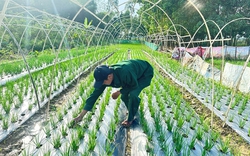 Làng này ở Đà Nẵng trồng thứ rau gia vị gì mà hễ "xước tí da" thơm xa khắp đồng, bán hút hàng?