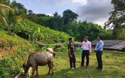 Quảng Ngãi: Vốn vay ưu đãi giúp hàng nghìn hộ dân thoát nghèo, đảm bảo an sinh xã hội