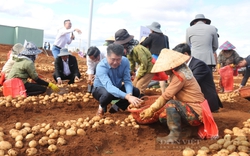 Ở Tây Nguyên, nông dân trồng thứ cây tốt um, lá tàn gạt đất ra xuất lộ la liệt củ ngon