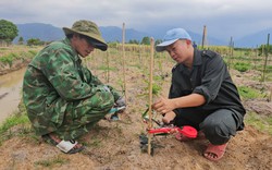 Xáo tam phân là cây gì, quý hiếm cỡ nào mà ở nơi này của Khánh Hòa nông dân đang trồng, nhân giống?