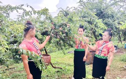 Yên Châu: Phát triển sản phẩm OCOP góp phần xây dựng nông thôn mới